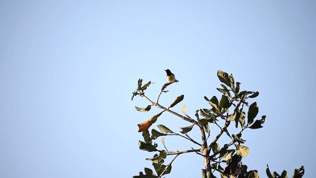Indiennektarvogel - ML201591311