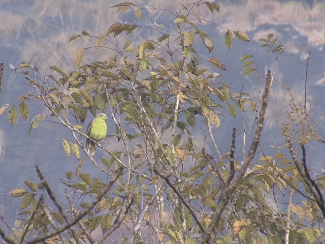 Серолобый зелёный голубь - ML201591471