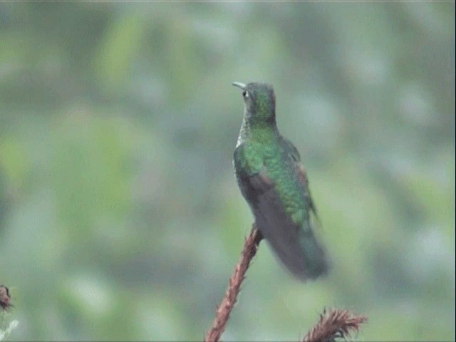 Many-spotted Hummingbird - ML201591511