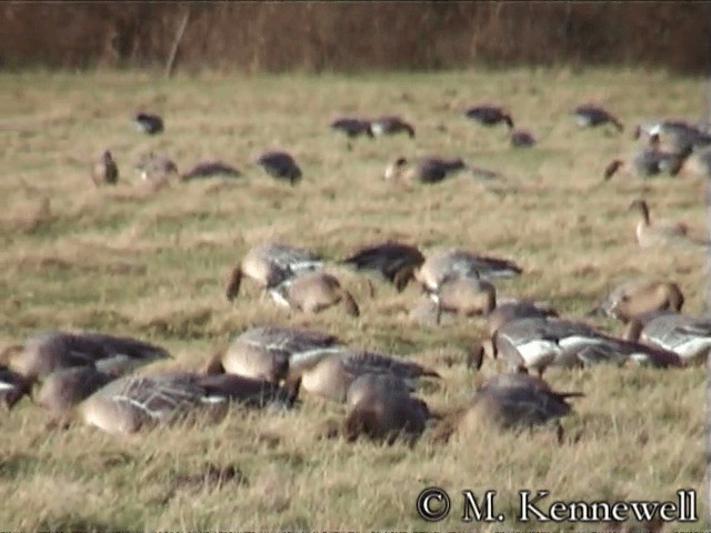 Pink-footed Goose - ML201591521