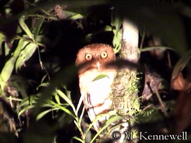 Serendib Scops-Owl - ML201591571