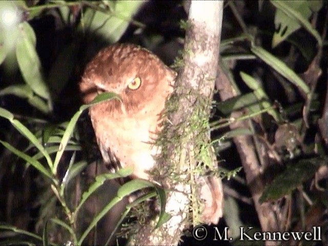 Serendib Scops-Owl - ML201591581