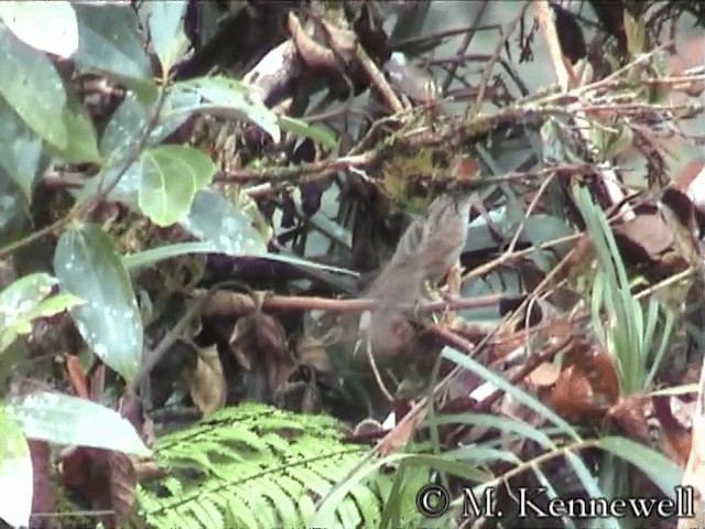 Tawny Grassbird - ML201591781