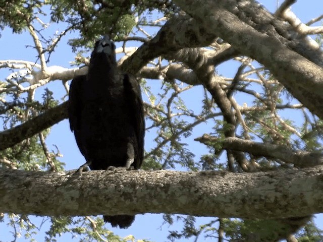 Thick-billed Raven - ML201592121
