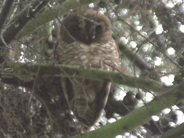 African Wood-Owl - ML201592451