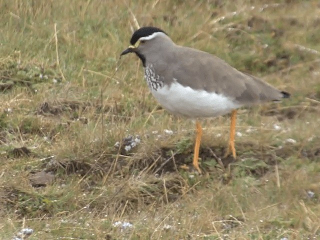 Spot-breasted Lapwing - ML201592471