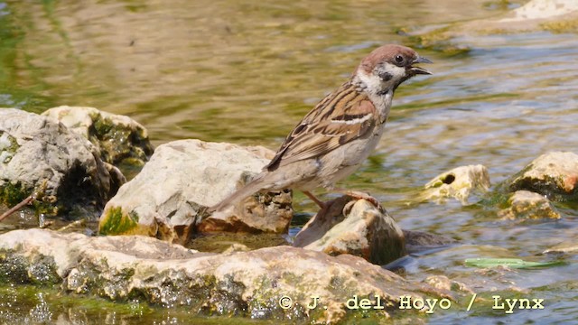 Eurasian Tree Sparrow - ML201592611