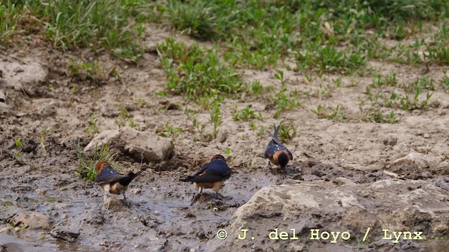 Red-rumped Swallow (Red-rumped) - ML201592721