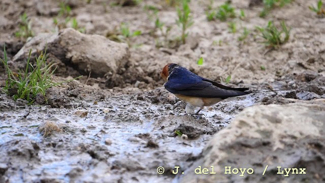 Red-rumped Swallow (Red-rumped) - ML201592741