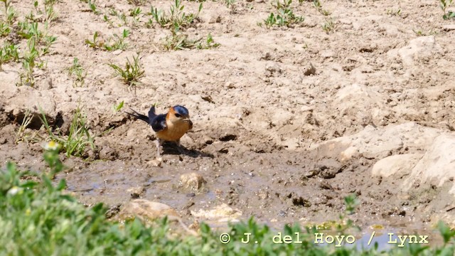 Red-rumped Swallow (Red-rumped) - ML201592751