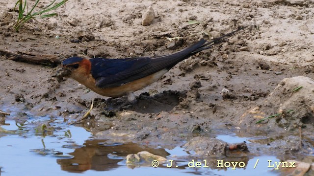 Red-rumped Swallow (Red-rumped) - ML201592761