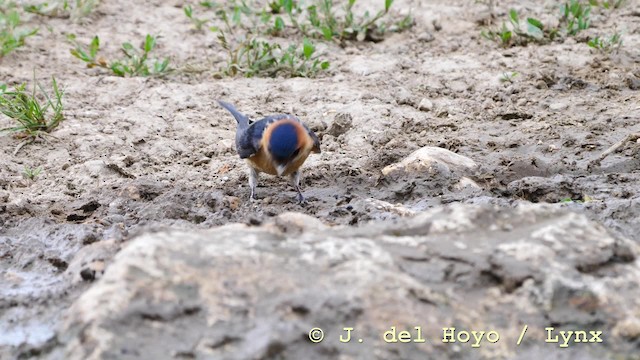 Red-rumped Swallow (Red-rumped) - ML201592771