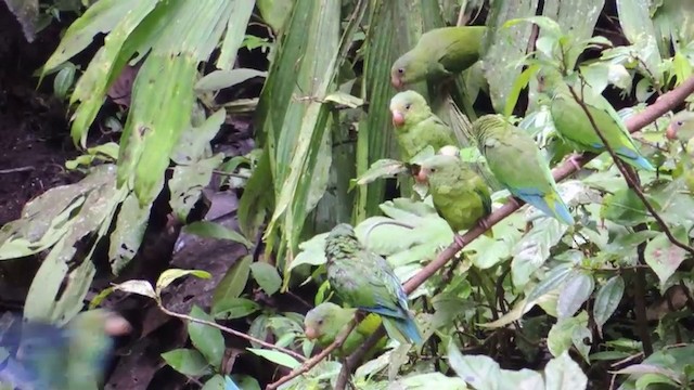  - Cobalt-winged Parakeet