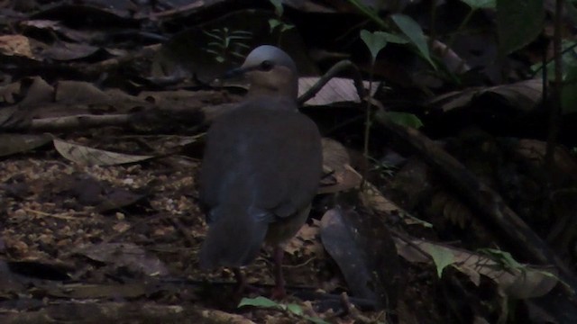 Gray-fronted Dove - ML201593131