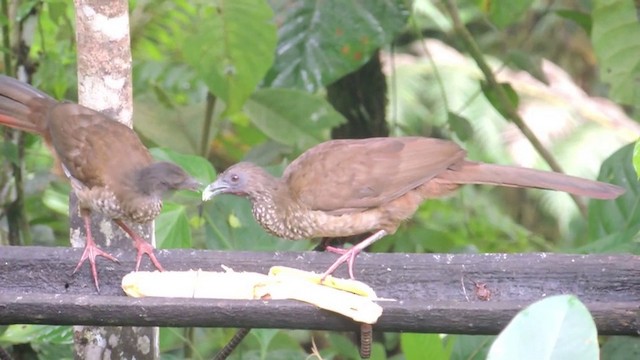 Speckled Chachalaca (Speckled) - ML201593181