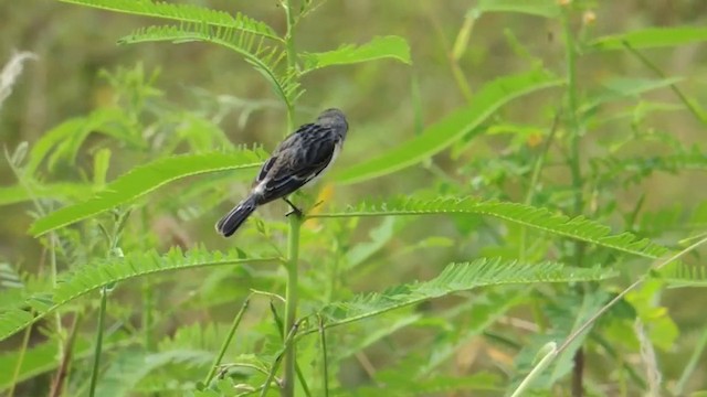 Chestnut-throated Seedeater - ML201593211
