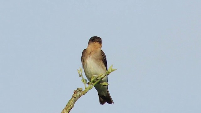 Southern Rough-winged Swallow - ML201593311