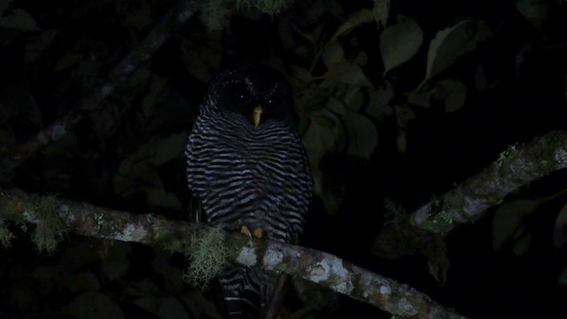 Black-banded Owl (San Isidro) - ML201593321