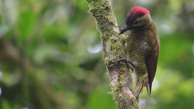 Golden-olive Woodpecker (rubripileus) - ML201593331
