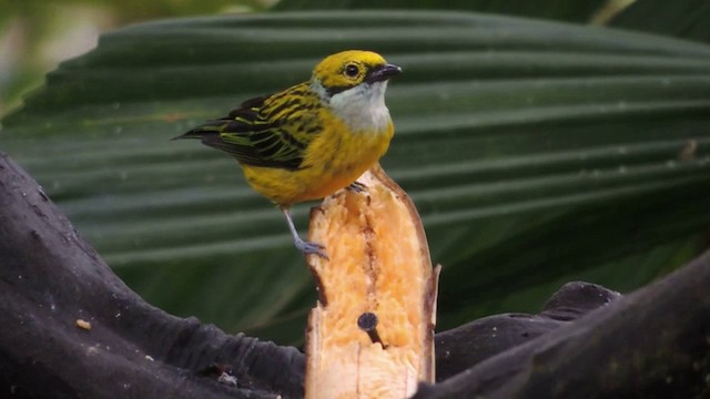 Silver-throated Tanager - ML201593341