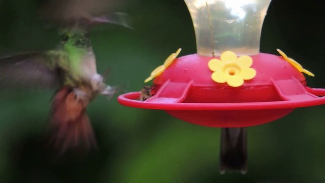 kolibřík bělokrký - ML201593351