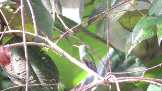 kolibřík zrcadlový - ML201593381