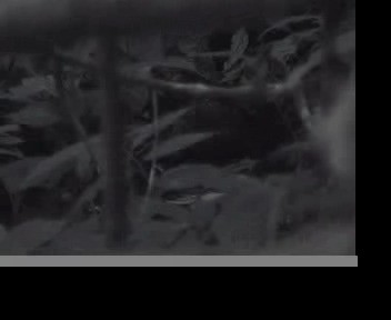 Красноклювая лесная куропатка - ML201593491