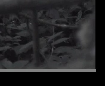 Красноклювая лесная куропатка - ML201593501