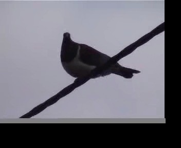 New Zealand Pigeon (New Zealand) - ML201593681