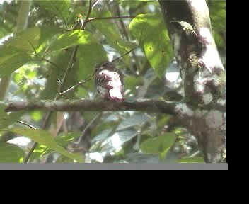 Güney Asya Serçe Baykuşu - ML201593851