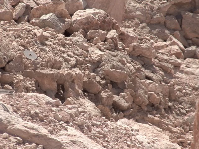Arabistan Kum Kekliği - ML201594131