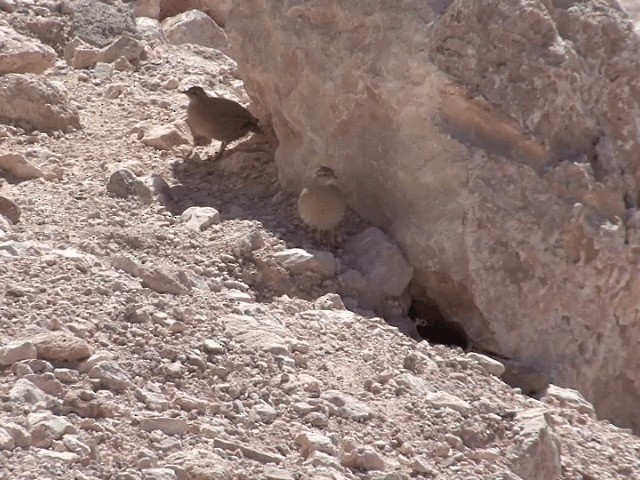 Arabistan Kum Kekliği - ML201594161