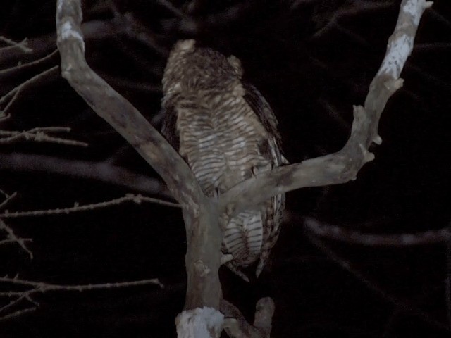 Fraser's Eagle-Owl (Western) - ML201594321