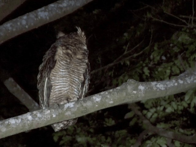 Fraser's Eagle-Owl (Western) - ML201594331
