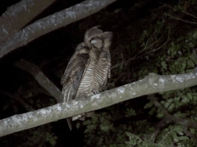 Fraser's Eagle-Owl (Western) - ML201594341