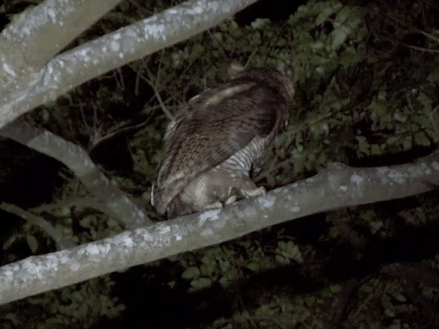 Fraser's Eagle-Owl (Western) - ML201594351