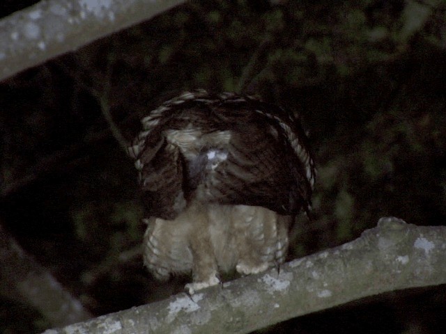 Fraser's Eagle-Owl (Western) - ML201594361