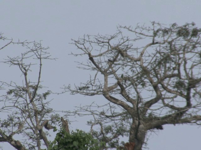 papoušek konžský (ssp. fantiensis) - ML201594421