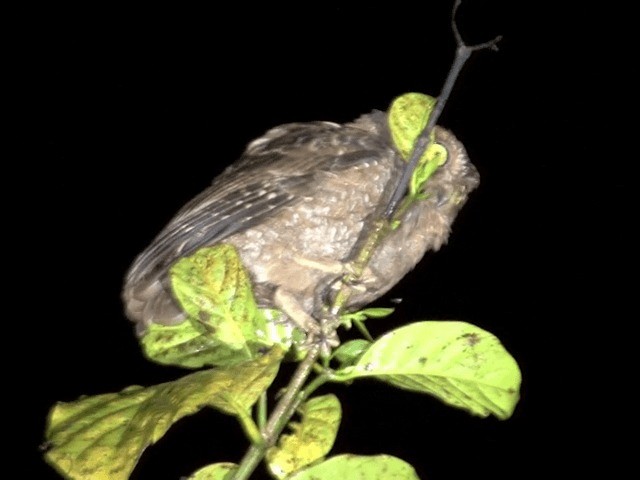 Simeulue Scops-Owl - ML201594571