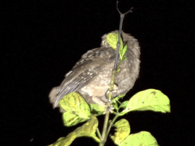 Simeulue Scops-Owl - ML201594581