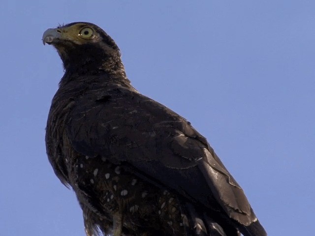 Crested Serpent-Eagle (Simeulue) - ML201594611