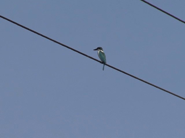 Collared Kingfisher (Collared) - ML201594631