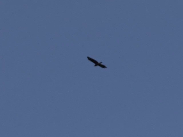 Crested Serpent-Eagle (Simeulue) - ML201594651