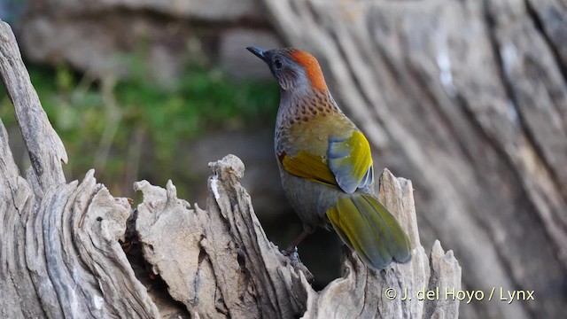  - Assam Laughingthrush