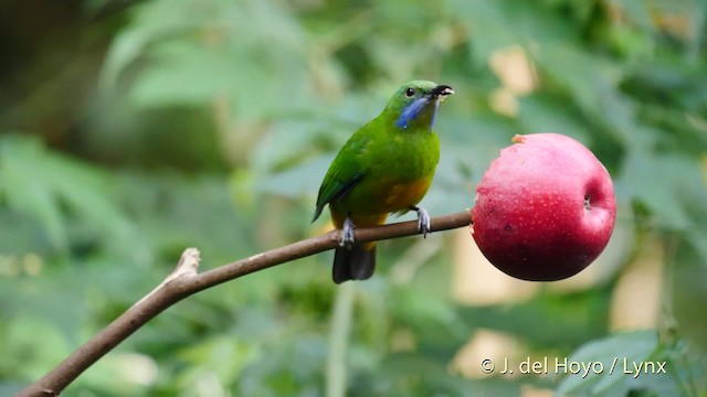Orange-bellied Leafbird (Orange-bellied) - ML201594931
