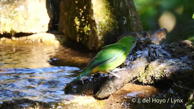  - Orange-bellied Leafbird (Orange-bellied)