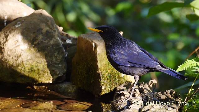  - Blue Whistling-Thrush (Yellow-billed)