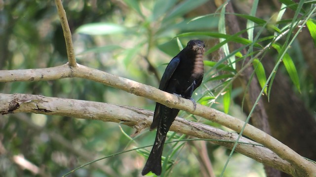 Square-tailed Drongo-Cuckoo - ML201595271