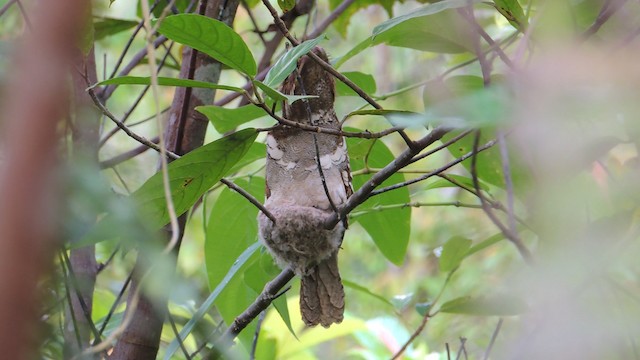 Philippine Frogmouth - ML201595341