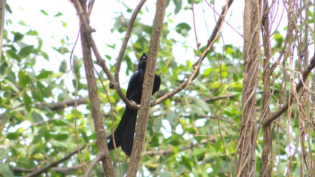 Greater Racket-tailed Drongo - ML201595351